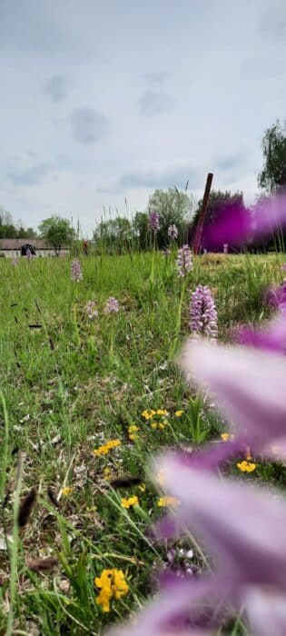 Vue d'un champ verdoyant parsemé d'orchidées roses et de fleurs jaunes, sous un ciel légèrement nuageux. L'arrière-plan montre une structure agricole, avec des arbres en bordure. L'image évoque la beauté de la nature et la diversité florale, idéale pour illustrer la biodiversité et les paysages champêtres.