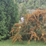 Image d'un paysage verdoyant avec un grand conifère à gauche et un arbuste aux baies orange à droite. Deux personnes se tiennent à l'arrière-plan, profitant de la nature. Ce cadre paisible est typique des espaces extérieurs en automne, mettant en valeur la beauté des couleurs naturelles et la tranquillité des environnements de jardin.