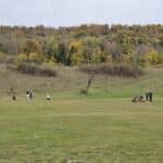 Groupe de golfeurs sur un terrain de golf verdoyant, entourés d'une nature automnale. Les arbres en arrière-plan affichent des couleurs vives de saison, tandis que les joueurs se préparent à frapper la balle. L'image illustre une journée tranquille en plein air, idéale pour les amateurs de golf et de paysages naturels.