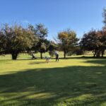 Deux golfeurs sur un green verdoyant, profitant d'une belle journée ensoleillée. L'un des joueurs est en train de préparer son coup, tandis que l'autre observe attentivement. En arrière-plan, des arbres aux feuilles colorées ajoutent une touche automnale à l'environnement. Un chariot de golf est visible, indiquant une sortie de golf agréable. Cette scène illustre parfaitement le plaisir de pratiquer le golf en pleine nature.