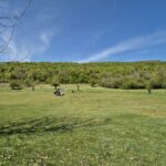 Paysage verdoyant avec un ciel bleu dégagé, idéal pour des activités en plein air. Au premier plan, un groupe de personnes pratiquant le golf sur un terrain bien entretenu, entouré d'arbres feuillus. En arrière-plan, une colline couverte de végétation dense, créant une ambiance naturelle et sereine. Cette image évoque la détente et le plaisir des loisirs en extérieur, parfait pour les amateurs de golf et de nature.