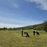 Trois golfeurs se préparent sur un parcours verdoyant par une belle journée ensoleillée. L'arrière-plan montre des collines verdoyantes et un ciel bleu clair, créant une atmosphère agréable pour jouer au golf. Les golfeurs ont leurs sacs de golf à roulettes et semblent se concentrer sur leur jeu, illustrant un moment de détente et de camaraderie sur le terrain. Cette image évoque l'amour du golf et les plaisirs de la nature.
