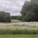 IMG-20260531-WA0016